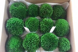 Lấy loại cây mọc dại đem bán, dân thu cả triệu đồng một ngày