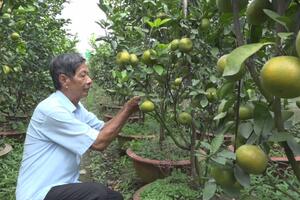 Quýt hồng trồng chậu giảm mạnh sản lượng, trông vào giá bán cao