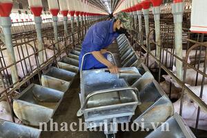 Chăn nuôi lợn cuối năm: Bộn bề lo lắng