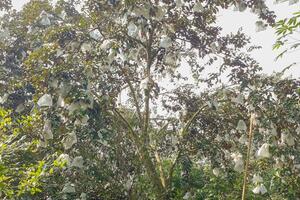 Lão nông thu hàng trăm triệu đồng/năm nhờ trồng loại cây quen thuộc