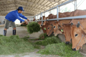 Công tác giống và cải tiến di truyền trong chăn nuôi bò thịt tại Việt Nam