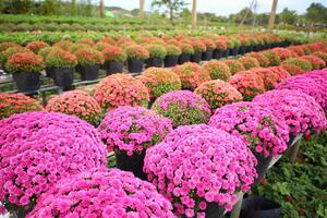 Trồng giống cây hoa cúc “lạ”, nhà vườn trồng không đủ bán