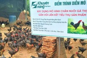 Chăn nuôi gà thịt gắn với liên kết tiêu thụ sản phẩm: Hiệu quả tích cực