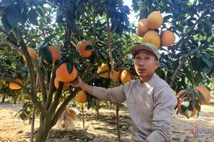 *Điểm tin ngày 6/1: Người dân trồng bưởi đỏ "tiến vua" thắng lớn; Xoài tượng An Giang lần đầu xuất sang Úc, Mỹ