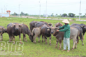 Hội Chăn nuôi thú y tỉnh Thái Bình: Góp phần phát triển chăn nuôi bền vững
