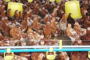 Kỹ thuật chăn nuôi gà giai đoạn đẻ