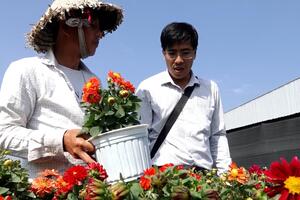 Nông dân Sa Đéc ưu tiên trồng hoa mini nhỏ gọn bán dịp Tết