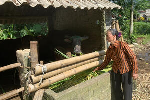 Người chăn nuôi trâu, bò gặp khó