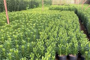 Lâm Đồng: Thị trường hoa Tết trầm lắng, nông dân Đà Lạt thấp thỏm