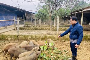 Ấp ủ xây dựng thương hiệu ‘lợn rừng Hòa Bình’