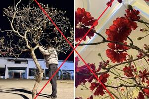 Lai Châu: Ngăn chặn nạn chặt phá, mua bán cây Đỗ Quyên hoang dã trên núi Putaleng