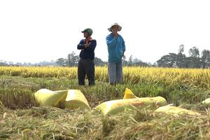 Giá gạo Việt đột ngột giảm sốc, đâu là nguyên nhân?