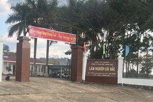 Lâm Đồng: Thu hồi đất, chấm dứt hoạt động dự án trồng cao su tại huyện Bảo Lâm