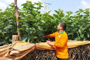 Nông dân Gia Lai liên kết phát triển nghề trồng dâu nuôi tằm