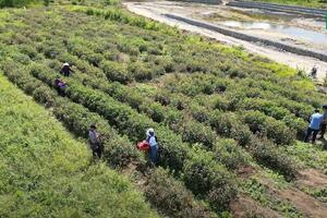 Ghé thăm vườn trồng loại sâm từng là đặc sản tiến vua ở vùng núi cao A Lưới