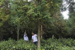 Vì sao Việt Nam chỉ bán 5 USD cho mỗi tín chỉ carbon rừng?