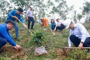 EVNCPC và PC Quảng Nam hỗ trợ 3.000 cây Quế Nam trồng cây gây rừng