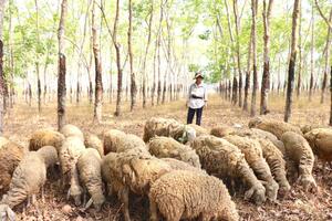 Độc đáo mô hình chăn nuôi cừu ở Bến Củi