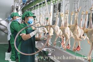 Chăn nuôi gia cầm Thế giới: Triển vọng và thách thức