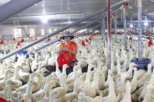 Đồng Nai: Phòng, chống dịch bệnh để phát triển chăn nuôi bền vững