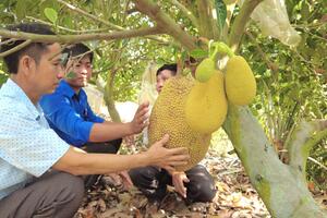 Trồng mít ruột đỏ bước đầu đạt hiệu quả kinh tế