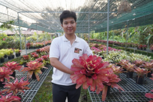 Trồng cây dứa không ăn được, chàng trai trẻ thu hàng chục triệu/tháng