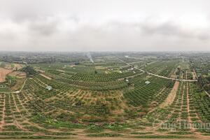 Dâu tằm được mùa, nông dân Hà Nội phấn khởi