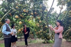 Bắc Giang chuyển đổi hơn 670ha cơ cấu cây trồng trên đất trồng lúa