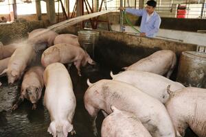 Lào Cai: 2 dự án chăn nuôi được chấp thuận chủ trương đầu tư