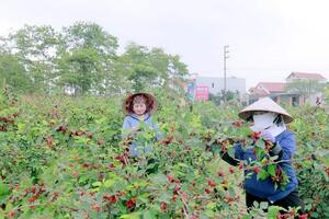 Trồng dâu tằm lấy quả, thu nhập hàng chục triệu mỗi sào