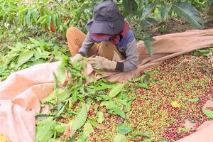 Giá cà phê tăng: Nông dân mừng, doanh nghiệp lo
