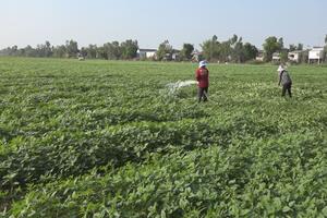 Trồng mè thay cho lúa vụ 3, không lo hạn mặn