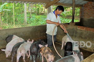 Xử lý chất thải trong chăn nuôi heo với chi phí thấp: Giải pháp tốt, giảm ô nhiễm môi trường