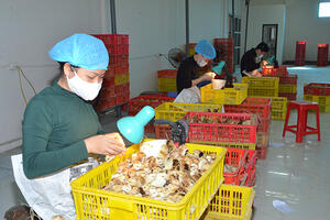 Quỹ đất thu hẹp, người chăn nuôi Thủ đô gặp khó