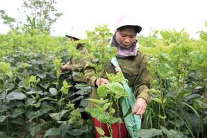 Nông dân đút túi vài triệu/tháng nhờ nghề trồng dâu nuôi tằm