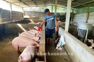 5 điều cần tránh trong chăn nuôi lợn vỗ béo để hạ chi phí và tối đa lợi nhuận