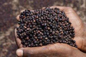 Giá nông sản hôm nay ngày 6/5: Sầu riêng ít trái, giá giảm; giá tiêu vượt cà phê