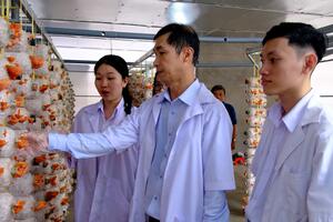 Tiến sĩ trồng nấm vân chi đỏ bằng vỏ trấu