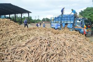 Lào Cai: Tăng cường quản lý vùng trồng sắn gắn với chế biến, tiêu thụ sản phẩm