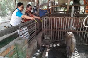 Nuôi heo rừng lai phù hợp nông hộ nhỏ