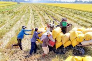 TP. Cần Thơ: Nông dân tranh thủ thu hoạch vụ lúa hè thu 2024