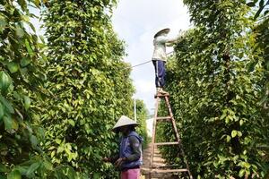 Giá tiêu hôm nay 18/6/2024: Giảm trên diện rộng, giá mua cao nhất tại Đắk Nông là 161.000 đồng/kg