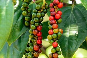 Việt Nam tiếp tục là nguồn cung hồ tiêu lớn nhất tại EU