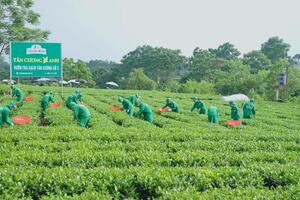 Khuyến công Thái Nguyên góp sức phát triển sản phẩm chè