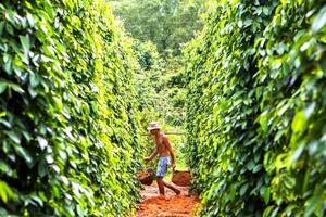 Giá tiêu hôm nay 25/6/2024: Tiếp tục giảm mạnh về mức 145.000 - 146.000 đồng/kg