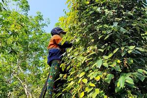 Giá tiêu hôm nay 26/6/2024: Đà giảm vẫn tiếp diễn, Đông Nam Bộ xuống còn 145.000 đồng/kg