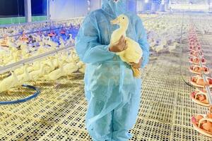 Làm giàu từ mô hình đa cây, đa con