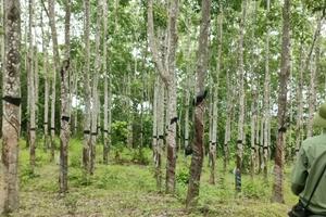 Gia Lai: Điều tra vụ 359ha cao su 'vô chủ' trên đất rừng