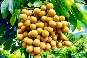 Giá nông sản hôm nay ngày 8/7/2024: Giá tiêu neo ở mức cao; thị sáp đầu mùa giá cao kỷ lục
