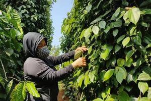 Giá tiêu hôm nay 9/7/2024: Đà tăng chưa thấy điểm dừng, Tây Nguyên cao nhất 152.000 đồng/kg